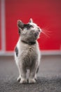 Portrait of a white and black kitten with a bell exploring its surroundings. Cute pet with a youthful, imprudent expression.