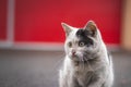 Portrait of a white and black kitten with a bell exploring its surroundings. Cute pet with a youthful, imprudent expression. Royalty Free Stock Photo