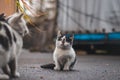 Portrait of a white and black kitten with a bell exploring its surroundings. Cute pet with a youthful, imprudent expression. Royalty Free Stock Photo