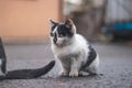 Portrait of a white and black kitten with a bell exploring its surroundings. Cute pet with a youthful, imprudent expression.