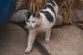 Portrait of a white and black kitten with a bell exploring its surroundings. Cute pet with a youthful, imprudent expression.