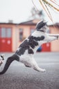 Portrait of a white and black kitten with a bell jumping and playing with a toy. Children\'s joy of playing games Royalty Free Stock Photo