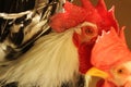 portrait of a white and black rooster Royalty Free Stock Photo