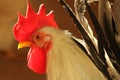 portrait of a white and black rooster Royalty Free Stock Photo