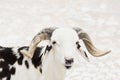 Portrait of a white and black Sahelian ram (African male sheep) standing in a backyard, photo