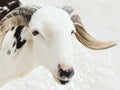 Portrait of a white and black Sahelian ram (African male sheep) standing in a backyard, photo