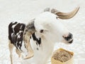 Portrait of a white and black Sahelian ram (African male sheep) standing in a backyard, photo