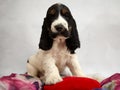 Portrait of a white-black and tan English Cocker Spaniel puppy. Is sitting
