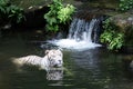 Portrait of a white / bleached tiger.