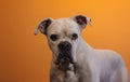 Portrait of a White Boxer Dog on an orange background Royalty Free Stock Photo