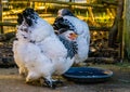 Portrait of a white brahma chicken drinking water, popular american breed, Farm animals Royalty Free Stock Photo