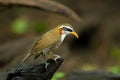 Portrait of White-browed Scimitar-babbler Royalty Free Stock Photo