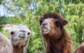 Portrait of white and brown Bactrian camel