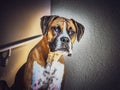 Portrait of white and brown Boxer dog with sad eyes Royalty Free Stock Photo