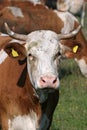 Portrait of white brown cow Royalty Free Stock Photo