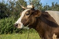 Portrait of a white-brown cow on a meadow with flies on the nose Royalty Free Stock Photo