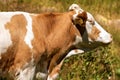 Portrait of a White and Brown Cow Royalty Free Stock Photo