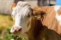 Portrait of a White and Brown Cow Royalty Free Stock Photo