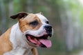 Portrait of White-brown dog on a green lawn in the forest