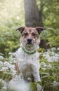 Portrait of a White and brown dog with a sad expression in a woodland covered with flowering bear garlic. Funny views of four-