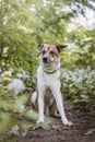 Portrait of a White and brown dog with a sad expression in a woodland covered with flowering bear garlic. Funny views of four-