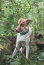 Portrait of a White and brown dog with a sad expression in a woodland covered with flowering bear garlic. Funny views of four-