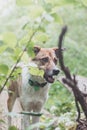 Portrait of a White and brown dog with a sad expression in a woodland covered with flowering bear garlic. Funny views of four-