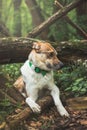 Portrait of a White and brown dog with a sad expression in a woodland covered with flowering bear garlic. Funny views of four-