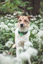 Portrait of a White and brown dog with a sad expression in a woodland covered with flowering bear garlic. Funny views of four-