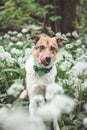 Portrait of a White and brown dog with a sad expression in a woodland covered with flowering bear garlic. Funny views of four-