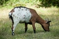 white and brown goat grazing in a meadow Royalty Free Stock Photo