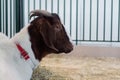 Portrait of white and brown goat with little horns - close up side view Royalty Free Stock Photo