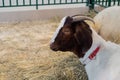 Portrait of white and brown goat with little horns - close up side view Royalty Free Stock Photo