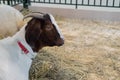 Portrait of white and brown goat with little horns - close up side view Royalty Free Stock Photo