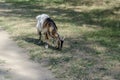 Portrait of a white-brown grazing goat