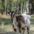 Portrait of a white-brown grazing goat