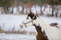 Portrait of white and brown paint horse Royalty Free Stock Photo