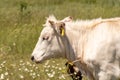 Portrait of a white bull cow with horns on a green meadow with white flowers. Muzzle turned to the left, dark eyes open Royalty Free Stock Photo