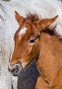 Portrait White Camargue horse foal. Parc Regional de Camargue. France. Provence. An excellent illustration Royalty Free Stock Photo