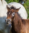 Portrait White Camargue horse foal. Parc Regional de Camargue. France. Provence. An excellent illustration Royalty Free Stock Photo