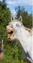 Portrait of the White Camargue Horse. Parc Regional de Camargue. France. Provence. Royalty Free Stock Photo