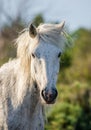 Portrait of the White Camargue Horse. Parc Regional de Camargue. France. Provence. Royalty Free Stock Photo