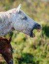 Portrait of the White Camargue Horse. Parc Regional de Camargue. France. Provence. Royalty Free Stock Photo