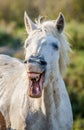 Portrait of the White Camargue Horse. Parc Regional de Camargue. France. Provence. Royalty Free Stock Photo