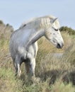 Portrait of the White Camargue Horse. Provance, France Royalty Free Stock Photo