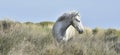 Portrait of the White Camargue Horse. Provance, France Royalty Free Stock Photo