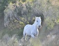 Portrait of the White Camargue Horse Royalty Free Stock Photo