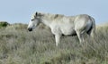 Portrait of the White Camargue Horse Royalty Free Stock Photo