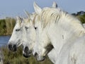 Portrait of the White Camargue Horse Royalty Free Stock Photo