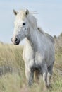 Portrait of the White Camargue Horse Royalty Free Stock Photo